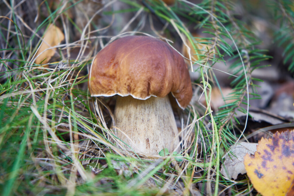 Beautiful mushroom hides in autumn in blurred foliage.